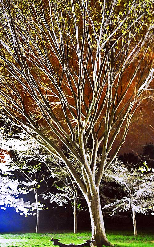 Cherry Blossoms at Midnight, April, 2007