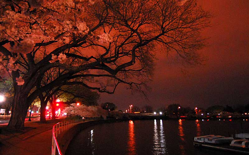Cherry Blossoms at Midnight, April, 2007