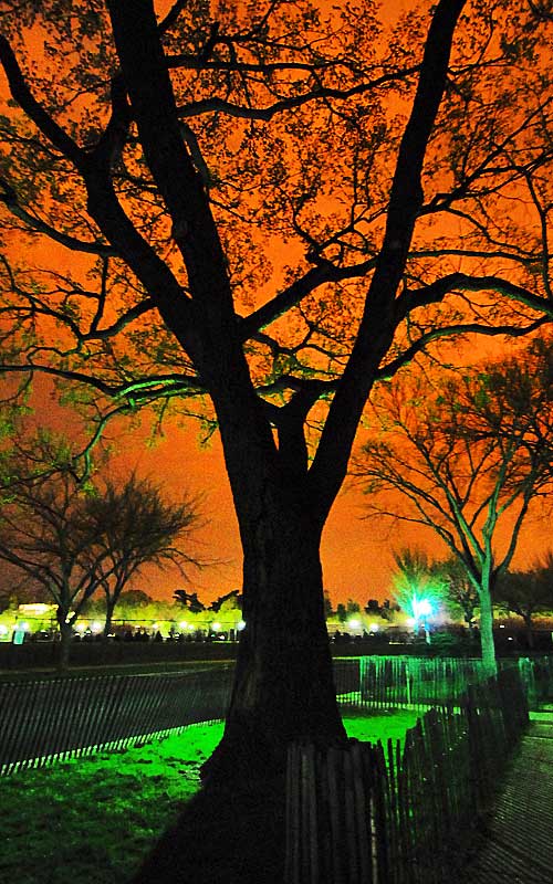 Cherry Blossoms at Midnight, April, 2007
