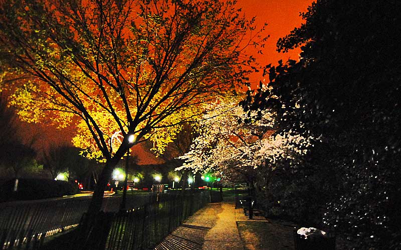 Cherry Blossoms at Midnight, April, 2007