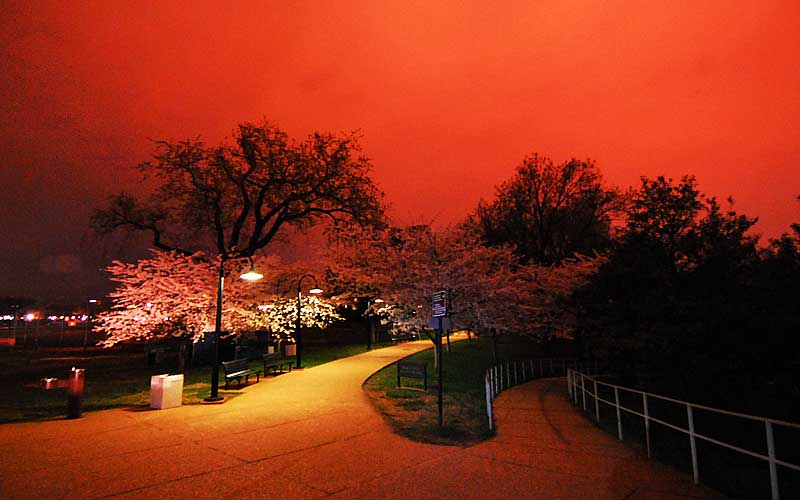 Cherry Blossoms at Midnight, April, 2007