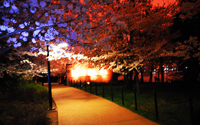 Cherry Blossoms at Midnight, April, 2007