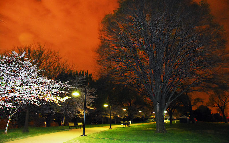 Cherry Blossoms at Midnight, April, 2007