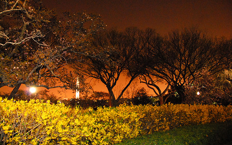 Cherry Blossoms at Midnight, April, 2007