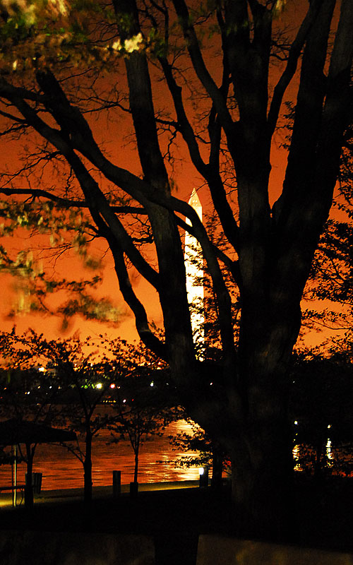 Cherry Blossoms at Midnight, April, 2007