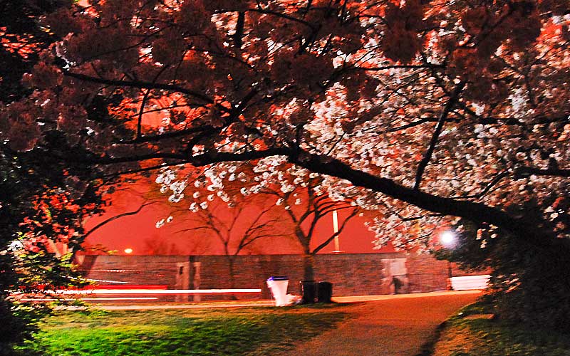 Cherry Blossoms at Midnight, April, 2007