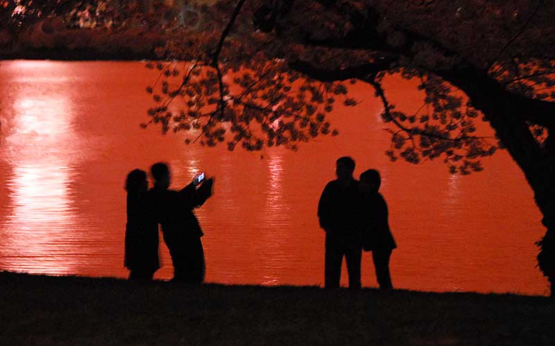 Midnight Cherry Blossoms 2007