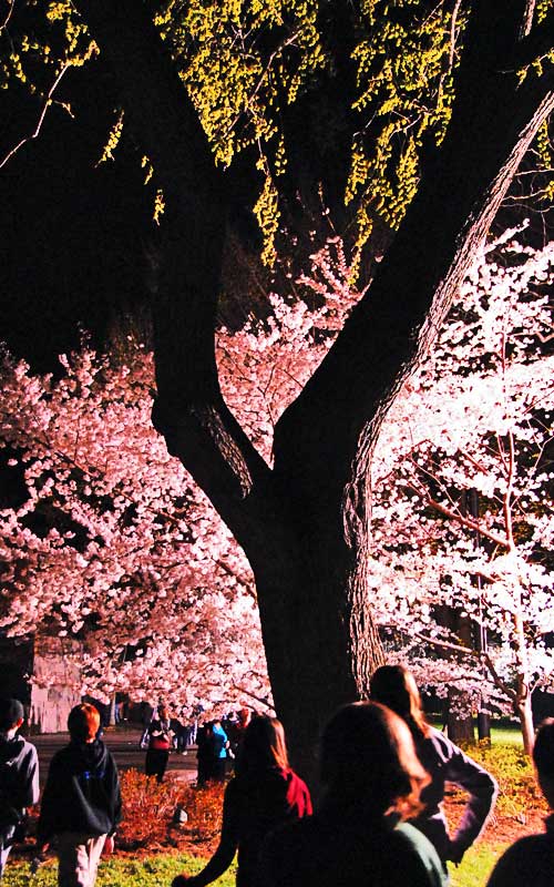 Midnight Cherry Blossoms 2007