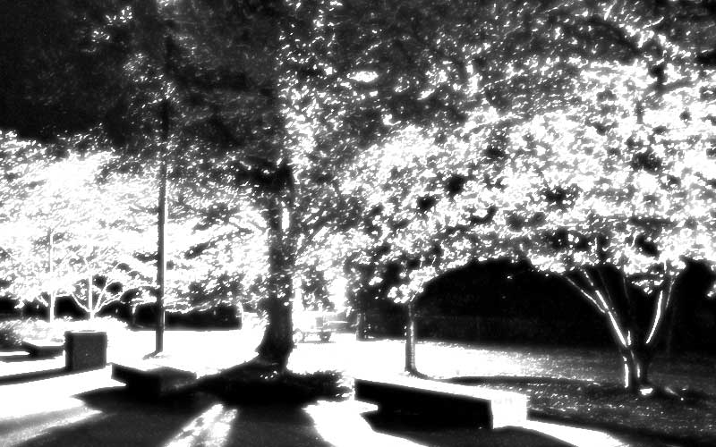 Midnight Cherry Blossoms 2007