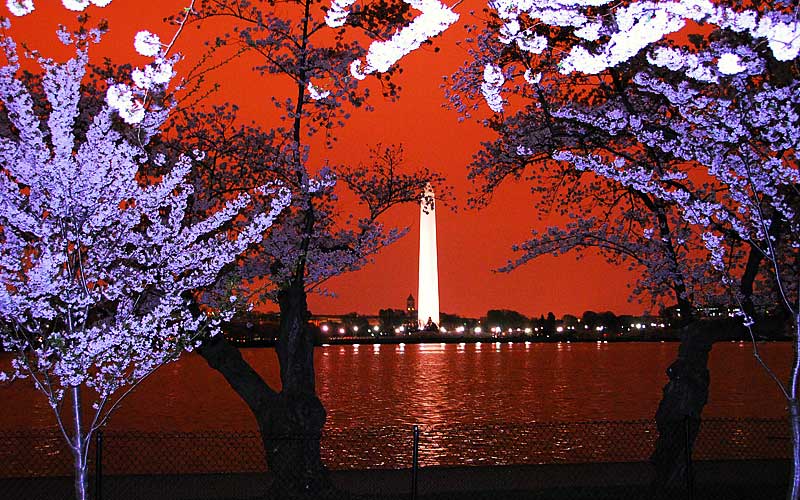 Midnight Cherry Blossoms 2007