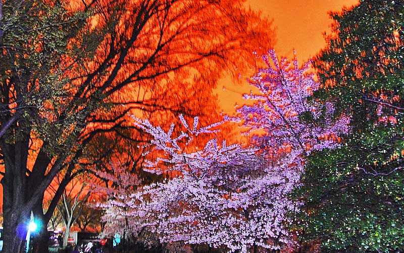 Midnight Cherry Blossoms 2007