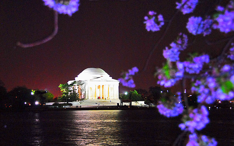 Jefferson + Purple Blossoms