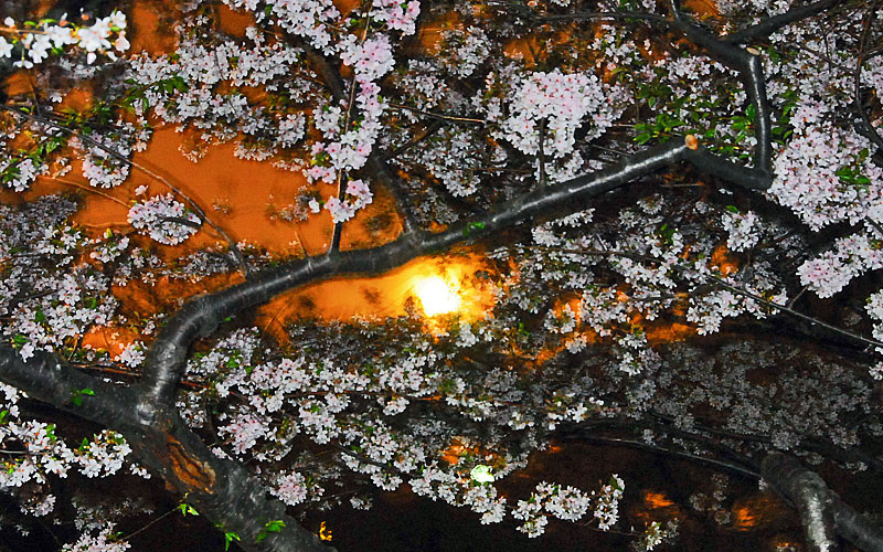 White Cherry Blossoms