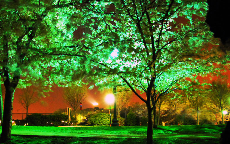 Fluorescent Blossoms